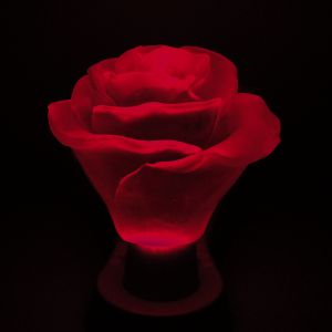 Rot - hier eine Lücht Rose